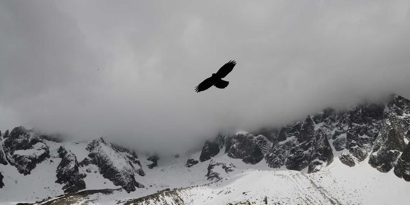 润泽晟豪如何以宠物友好社区重塑高端物业管理：商业地产的人性化新标杆